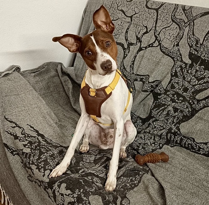 08fb125b-b2c2-4832-a07e-71fd0f1daddd