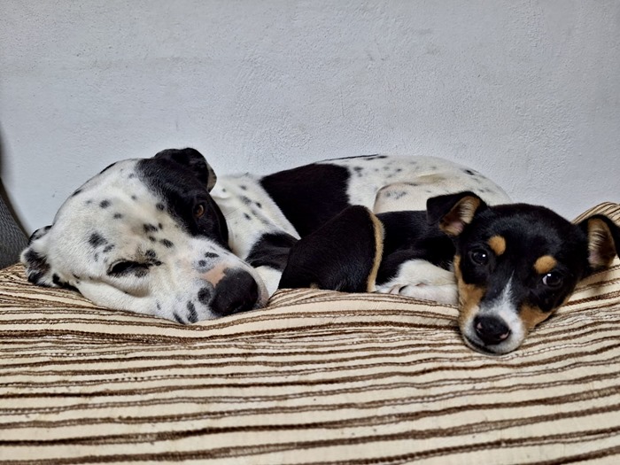 52ec82f1-3953-4a1a-afc5-07543c60efb6