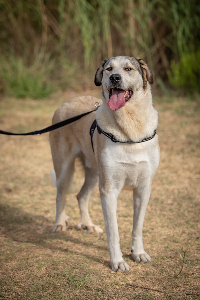 Nuestros perros PANCHO