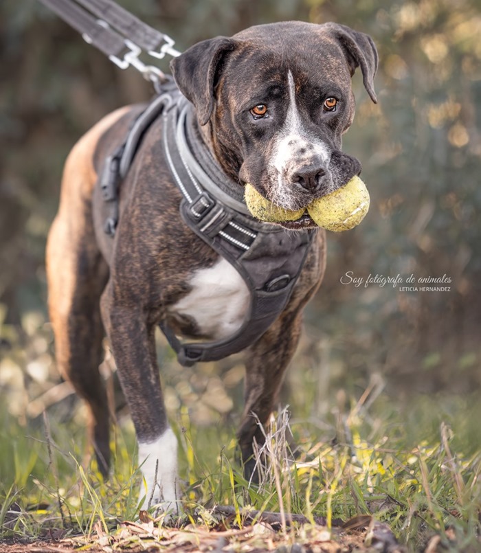 Soy fotografa de animales-7674