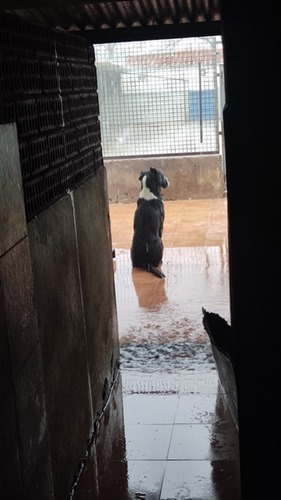 PHOTO DOG SITTING IN THE RAIN