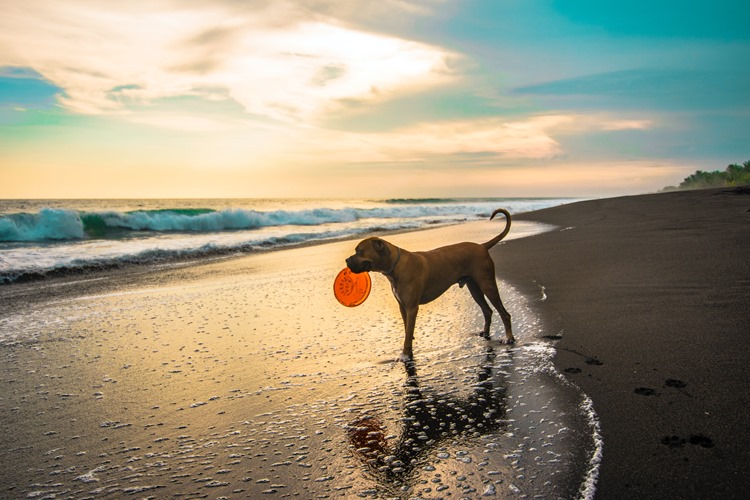 dog-near-ocean