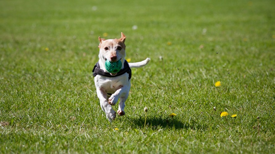 dog-on-grass