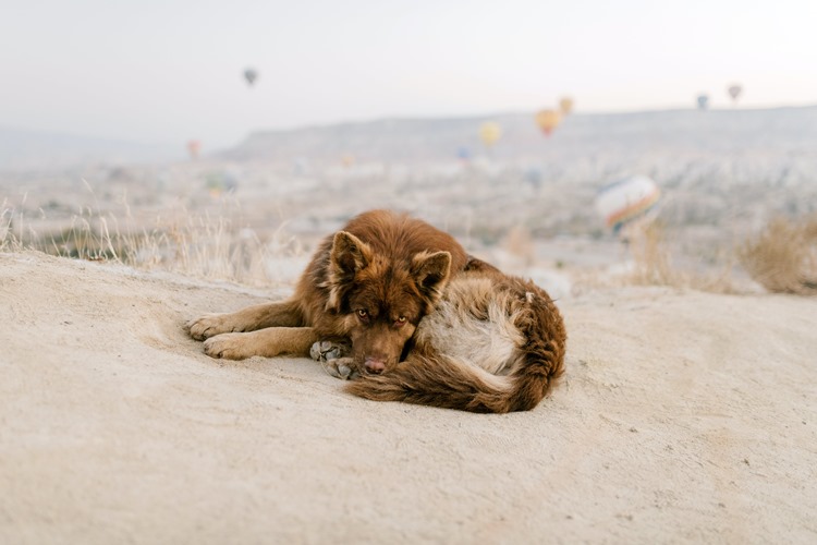 dog-on-sand