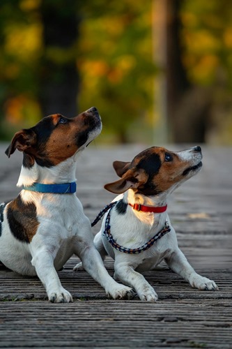 pexels-guvo59-28965636