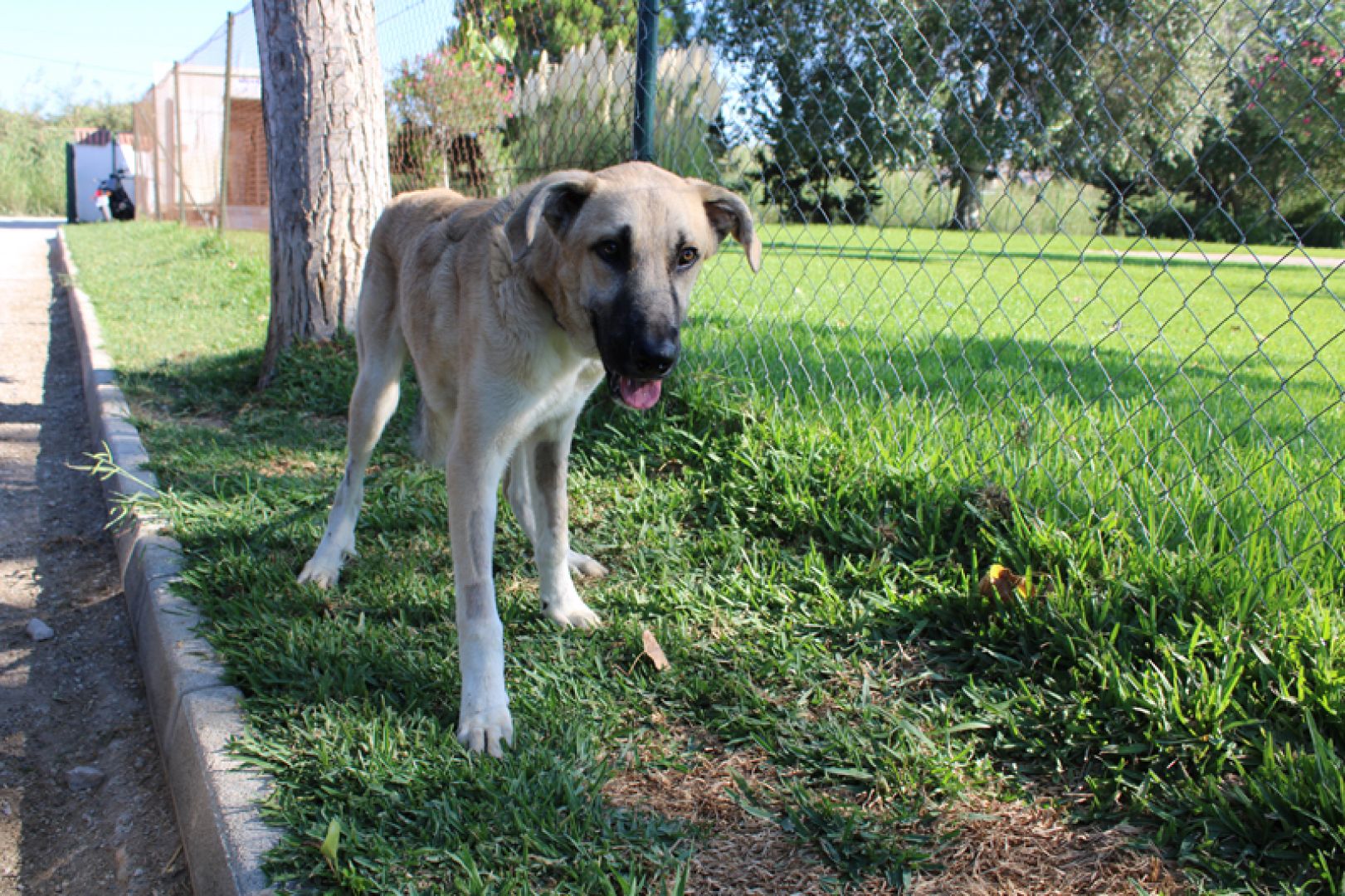 marcelo_mastn_espaol_cachorro_09