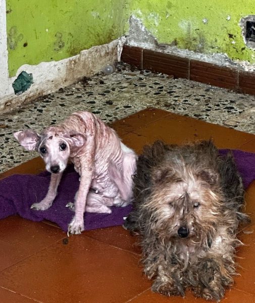 perros-desnutridos