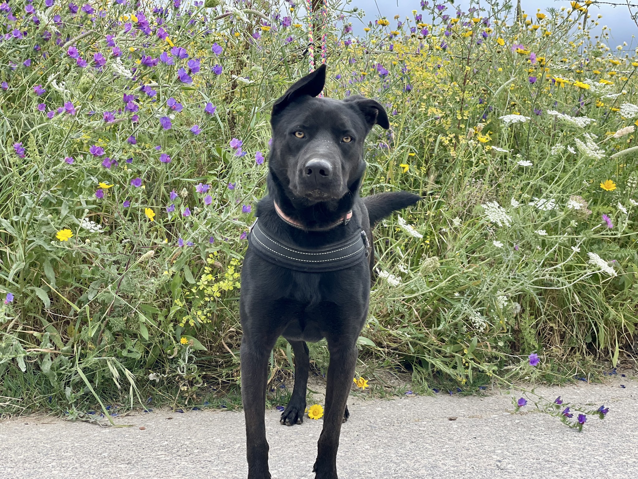 timo (5)